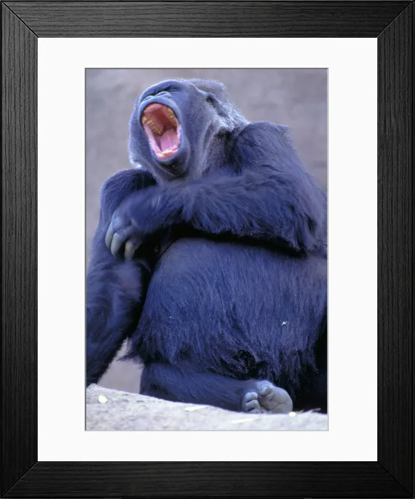 Framed Print : Lowland gorilla Framed Print : Lowland gorilla