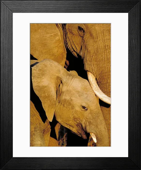 Framed Print : African elephants Framed Print : African elephants