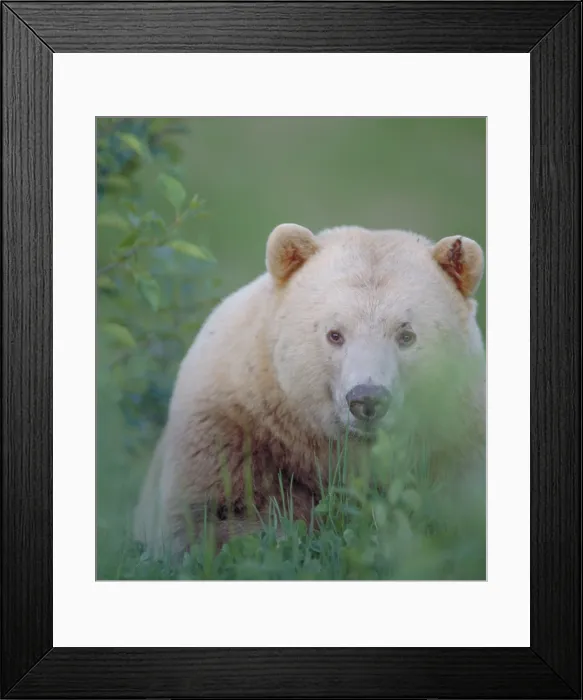 Framed Print : Kermode bear, Northern British Columbia, Canada Framed Print : Kermode bear, Northern British Columbia, Canada