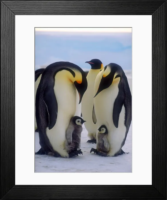 Framed Print : Emperor penguins with their chicks Framed Print : Emperor penguins with their chicks