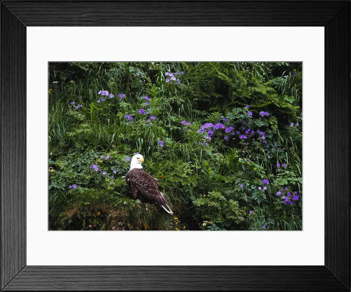 Framed Print : Bald Eagle Framed Print : Bald Eagle