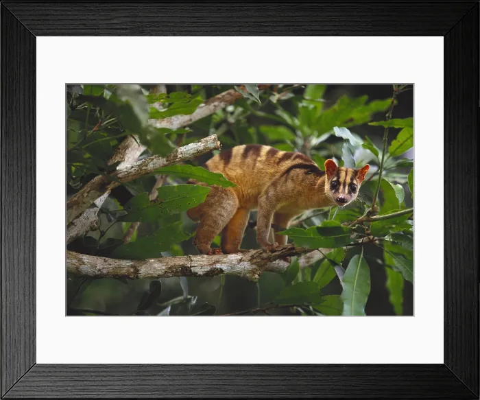 Framed Print : Banded Palm Civet