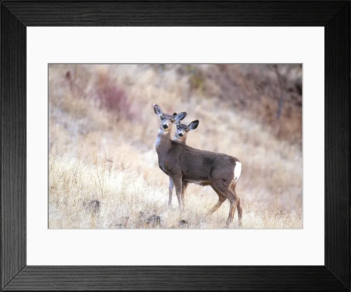 Framed Print : Blacktail or Mule Deer