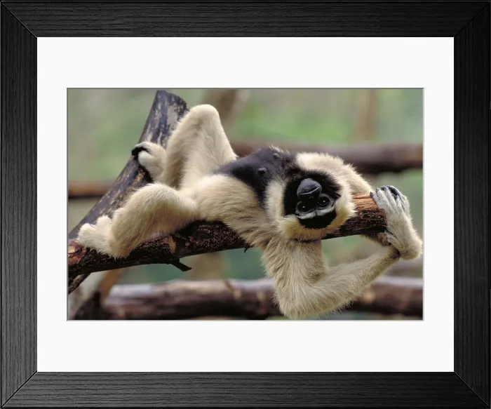 Framed Print : Pileated Gibbon Framed Print : Pileated Gibbon