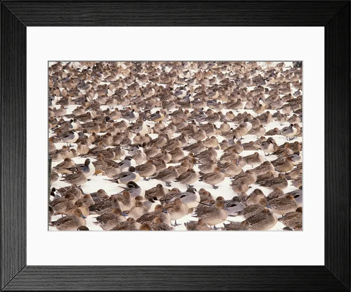 Framed Print : Northern Pintail Ducks Framed Print : Northern Pintail Ducks