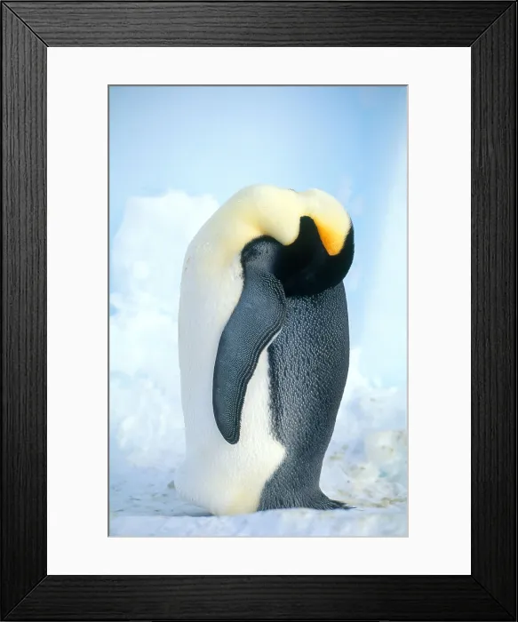 Framed Print : Emperor Penguin Framed Print : Emperor Penguin