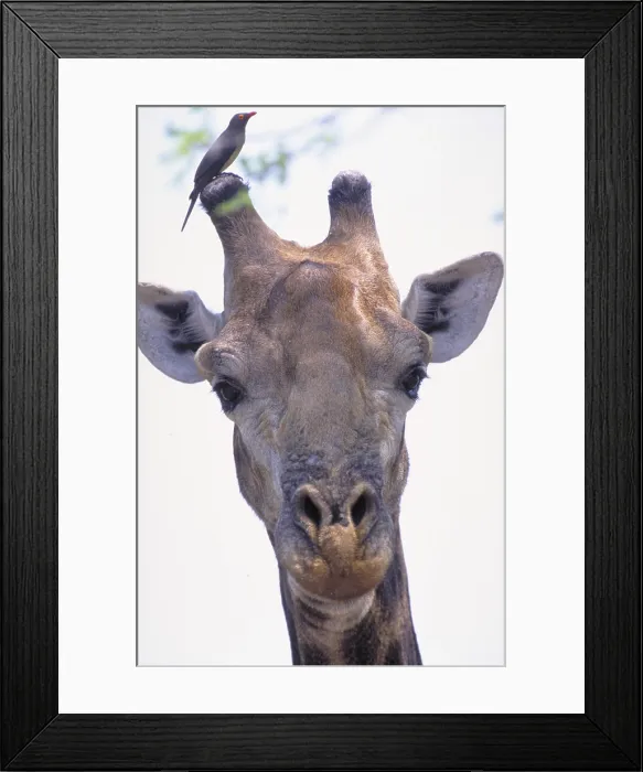 Framed Print : Giraffe with Bird