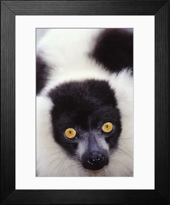 Framed Print : Ruffed lemur, Madagascar Framed Print : Ruffed lemur, Madagascar