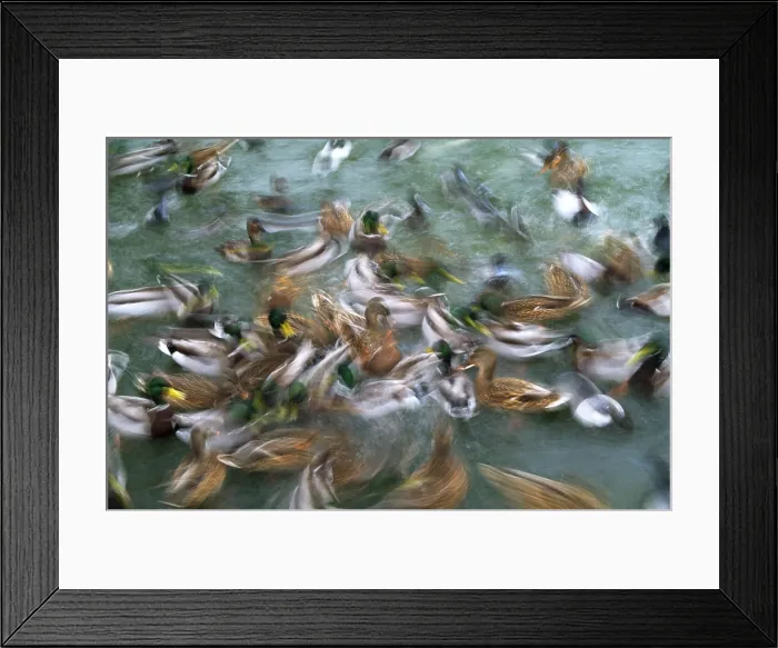 Framed Print : Mallards Framed Print : Mallards