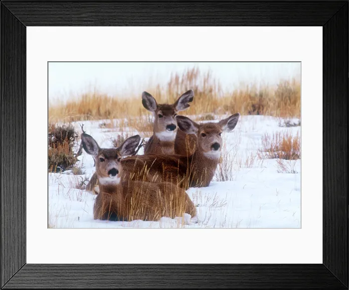 Framed Print : Mule deer in snow Framed Print : Mule deer in snow