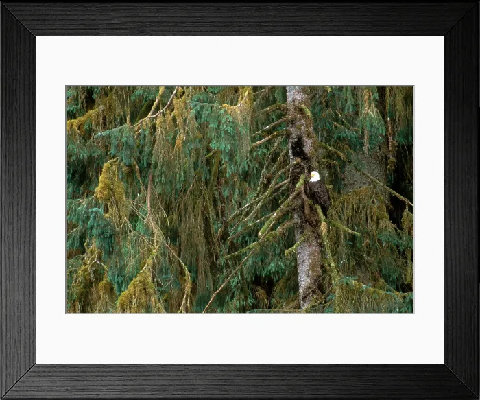 Framed Print : Bald Eagle Framed Print : Bald Eagle
