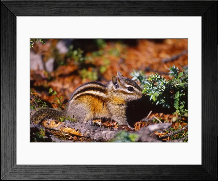 Framed Print : Least chipmunk, Alberta, Canada