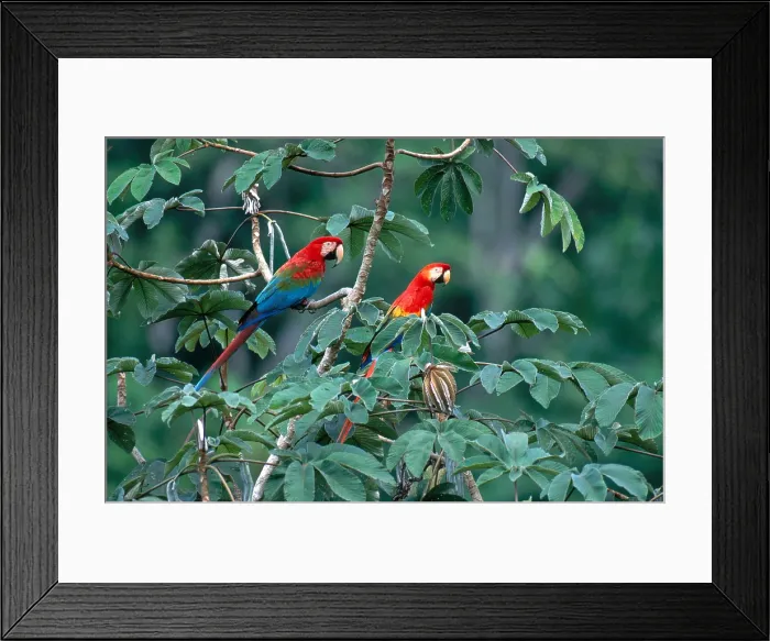 Framed Print : Two Macaws Framed Print : Two Macaws