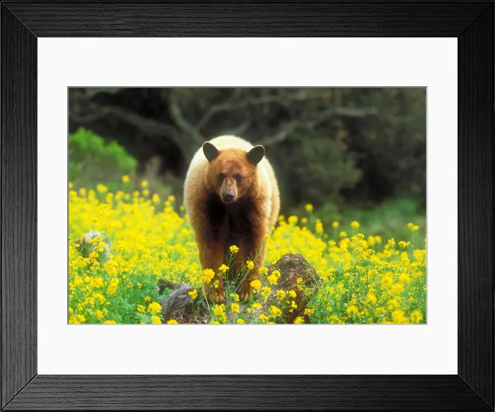 Framed Print : Cinnamon black bear