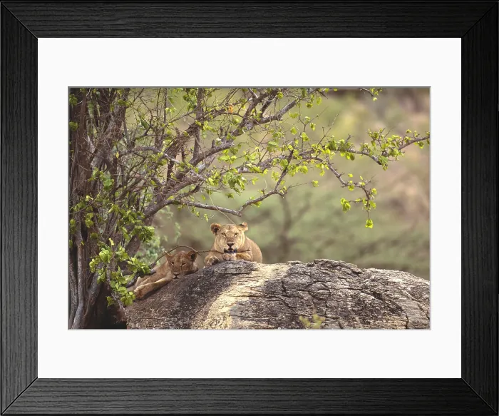 Framed Print : Two lions. Tanzania, Tarangire National Park, Two lions (Panthera leo) sitting on rock Framed Print : Two lions. Tanzania, Tarangire National Park, Two lions (Panthera leo) sitting on rock