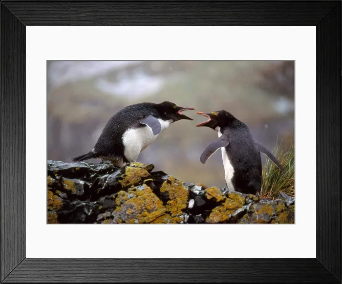 Framed Print : Macaroni Penguins Arguing Framed Print : Macaroni Penguins Arguing