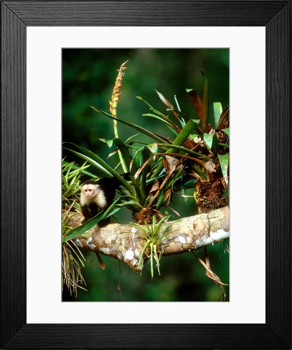 Framed Print : White-headed Capuchin