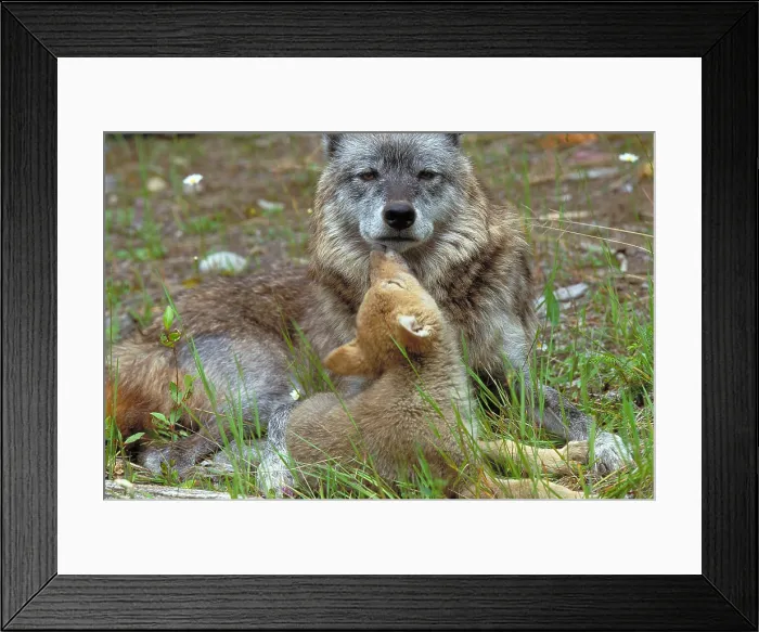 Framed Print : Wolf mother and pups Framed Print : Wolf mother and pups