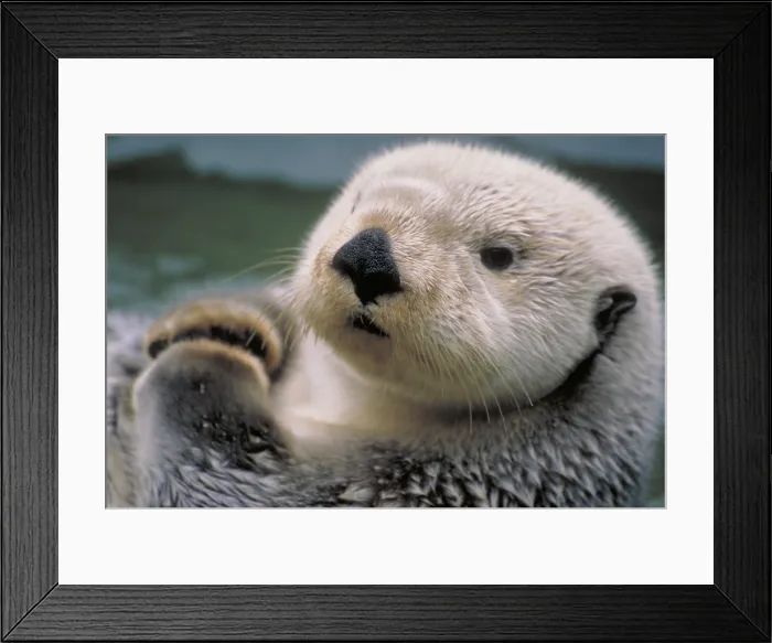 Framed Print : Sea Otter (Enhydra lutris). They are large aquatic mammals that feed on fish Framed Print : Sea Otter (Enhydra lutris). They are large aquatic mammals that feed on fish