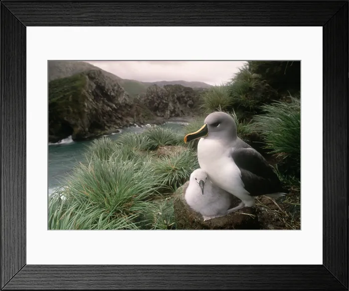 Framed Print : Grey-headed albatross and chick