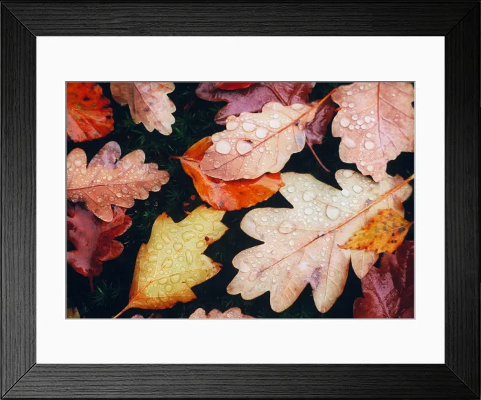 Framed Print : Autumn leaves Framed Print : Autumn leaves
