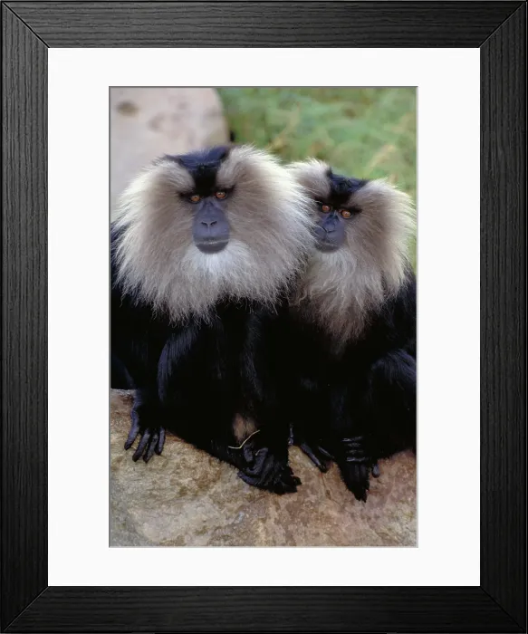 Framed Print : Lion tailed Macaque. India Framed Print : Lion tailed Macaque. India