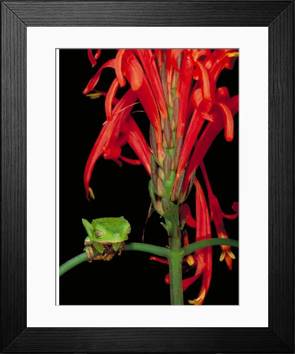 Framed Print : Sharp-backed Monkey Tree Frog Framed Print : Sharp-backed Monkey Tree Frog