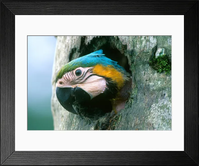 Framed Print : Blue and Gold Macaw