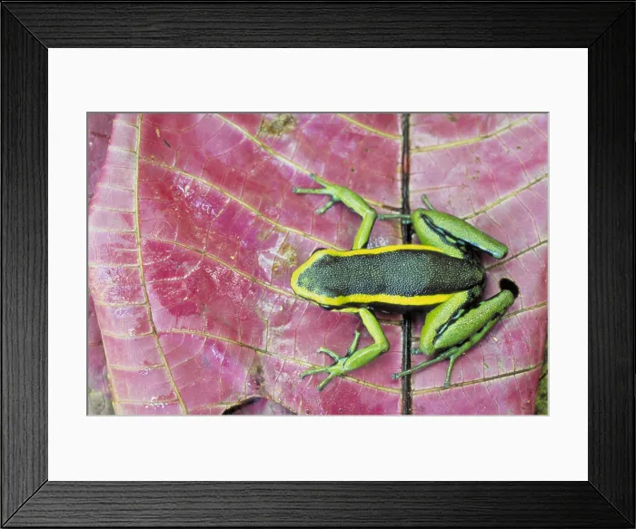 Framed Print : Poison arrow frog Framed Print : Poison arrow frog