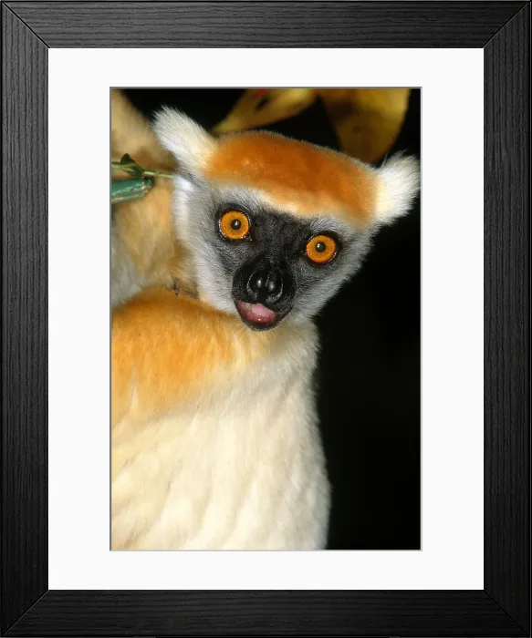 Framed Print : Golden-crowned Sifaka Framed Print : Golden-crowned Sifaka