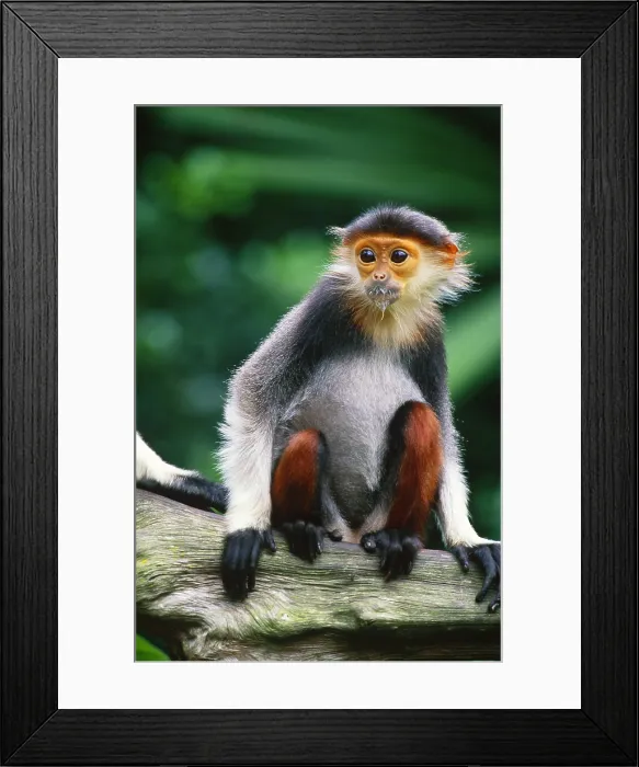 Framed Print : Douc langur Framed Print : Douc langur