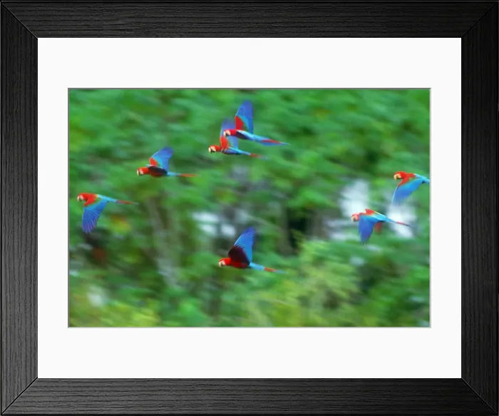 Framed Print : Scarlet and green-winged macaws in flight Framed Print : Scarlet and green-winged macaws in flight