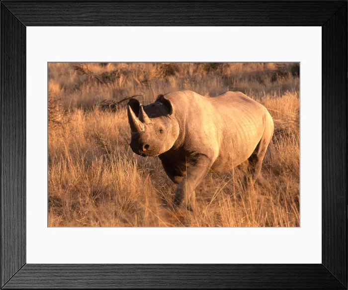 Framed Print : Black Rhinoceros (Diceros bicornis) Framed Print : Black Rhinoceros (Diceros bicornis)