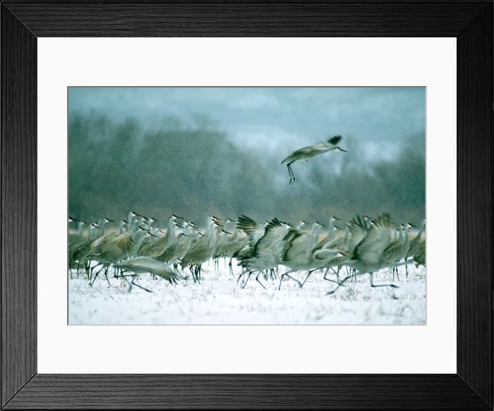 Framed Print : Sandhill cranes Framed Print : Sandhill cranes