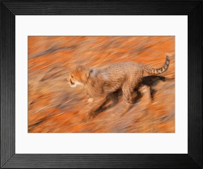 Framed Print : Cheetah, Kalahari Desert