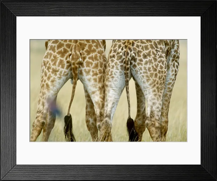 Framed Print : Masai Giraffe tails