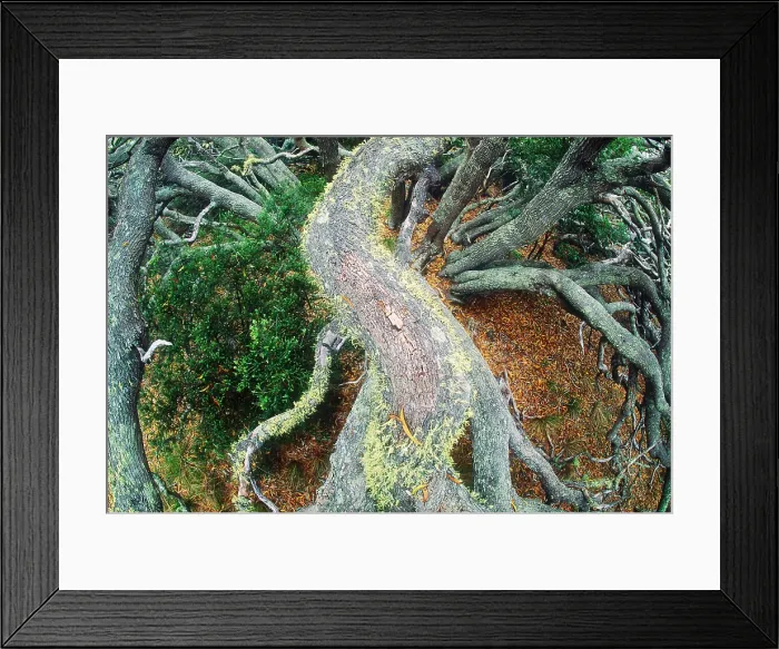 Framed Print : Koa forest Framed Print : Koa forest