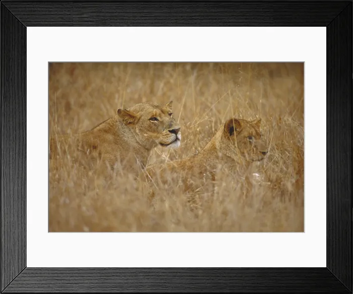 Framed Print : Two lions. South Africa, Kruger National Park, Two Lionesses Framed Print : Two lions. South Africa, Kruger National Park, Two Lionesses