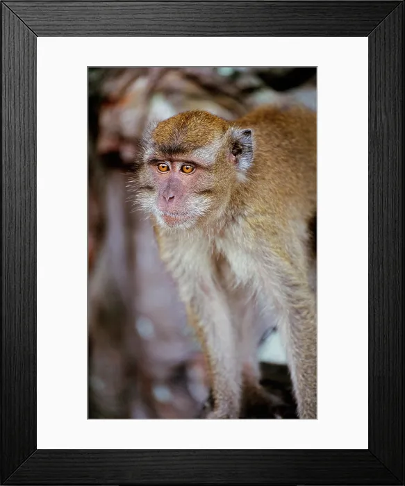 Framed Print : Crab-eating Macaque portrait Framed Print : Crab-eating Macaque portrait