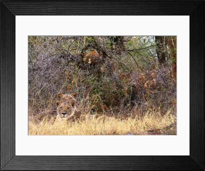Framed Print : Two lions. Botswana, Suvuti, Chobe National Park, Two Lions Framed Print : Two lions. Botswana, Suvuti, Chobe National Park, Two Lions