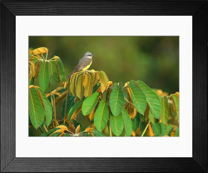 Framed Print : Tropical Kingbird Framed Print : Tropical Kingbird