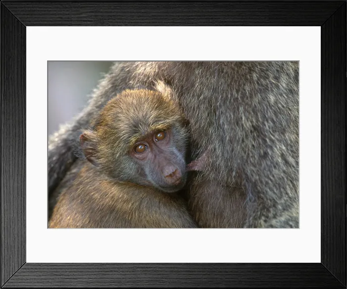 Framed Print : Olive Baboon Framed Print : Olive Baboon