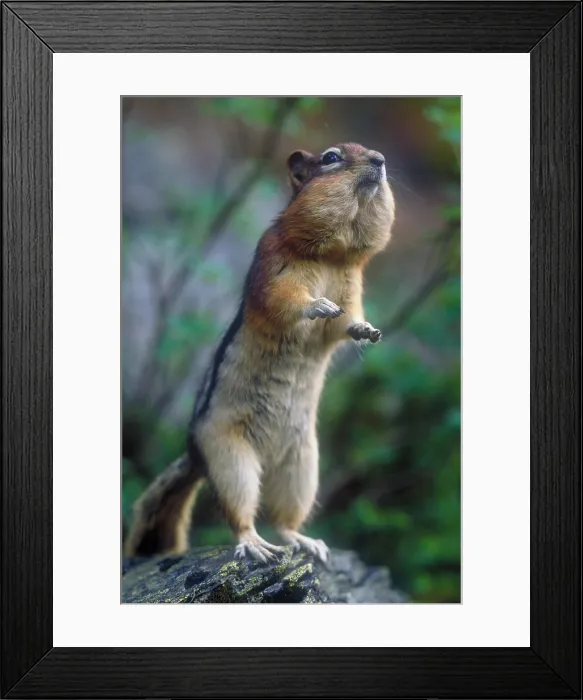 Framed Print : Golden mantled ground squirrel