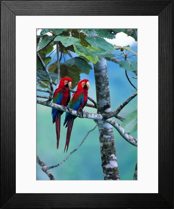 Framed Print : Green-winged macaws