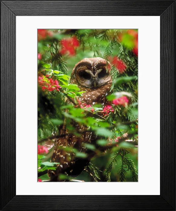 Framed Print : Northern spotted owl Framed Print : Northern spotted owl