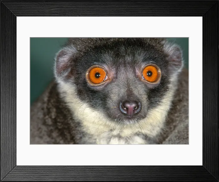 Framed Print : Mongoose Lemur Framed Print : Mongoose Lemur