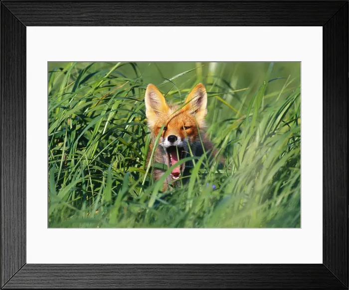 Framed Print : Red fox, Cape Pierce, Alaska Framed Print : Red fox, Cape Pierce, Alaska