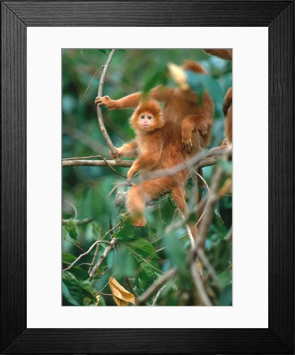 Framed Print : Javan langur Framed Print : Javan langur