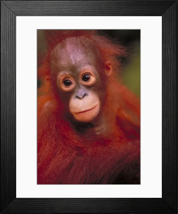 Framed Print : Bornean orangutan