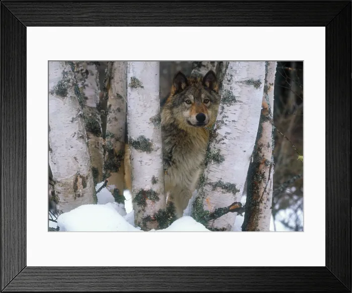 Framed Print : Grey wolf Framed Print : Grey wolf